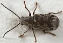 Ptinomorphus granosus - photo 4