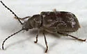 Ptinomorphus granosus - photo 5