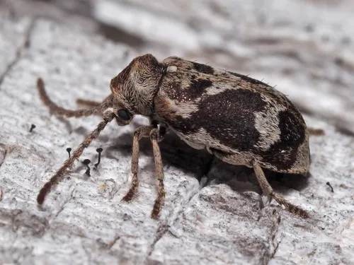 Ptinomorphus imperialis