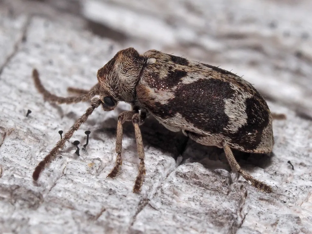 Ptinomorphus imperialis - photo 2