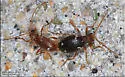Ptinus bicinctus - Ptinus bicinctus