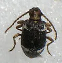 Ptinus bimaculatus