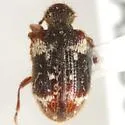 Ptinus bimaculatus - photo 2