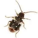 Ptinus bimaculatus - photo 3