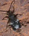 Ptinus bimaculatus - photo 4
