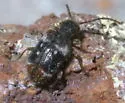 Ptinus bimaculatus - photo 5