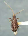 Ptinus caelebs