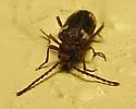 Ptinus californicus