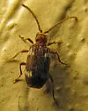 Ptinus californicus - photo 2