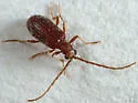 Ptinus californicus - photo 3