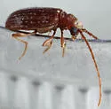 Ptinus californicus - photo 4