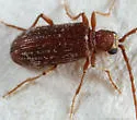 Ptinus californicus - photo 5
