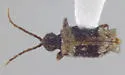 Ptinus concurrens