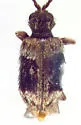 Ptinus concurrens - photo 2
