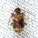 Ptinus concurrens - photo 3