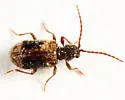Ptinus concurrens - photo 4