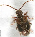 Ptinus fallax