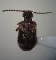 Ptinus fallax - photo 2
