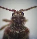 Ptinus fallax - photo 3