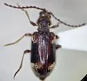 Ptinus fallax - photo 5