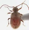 Ptinus feminalis