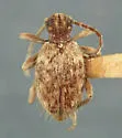 Ptinus gandolphei - photo 2