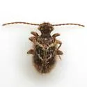 Ptinus hystrix - photo 2