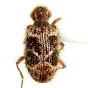Ptinus hystrix - photo 3