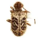 Ptinus hystrix - photo 4