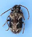 Ptinus hystrix - photo 5