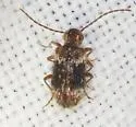 Ptinus interruptus - Ptinus interruptus