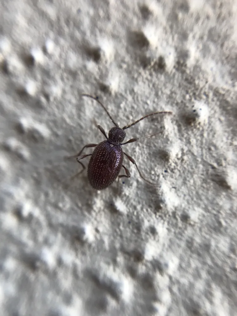 Brown Spider Beetle - photo 2