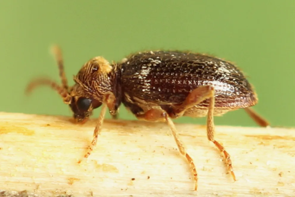 Eastern Spider Beetle - photo 3