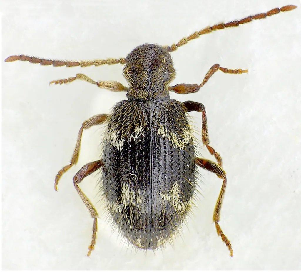 Ptinus rufipes - photo 2