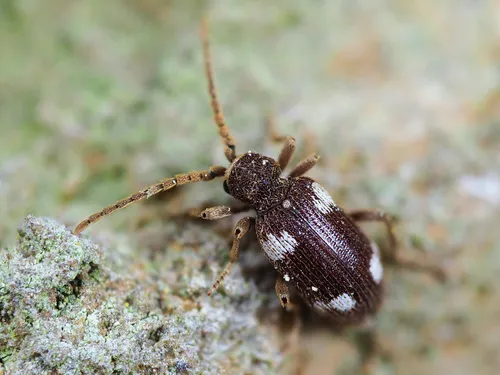 Ptinus sexpunctatus