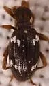 Ptinus sp-one-calif - photo 2