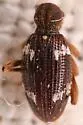 Ptinus sp-one-calif - photo 3