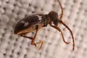 Ptinus sp-one-calif - photo 4