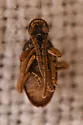 Ptinus sp-one-calif - photo 5