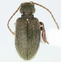 Ptinus strangulatus - Ptinus strangulatus