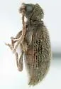 Ptinus strangulatus - photo 2