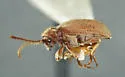 Australian Spider Beetle - photo 2