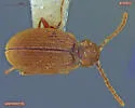 Australian Spider Beetle - photo 3