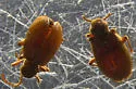Australian Spider Beetle - photo 4