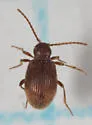 Australian Spider Beetle - photo 5
