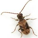 Ptinus texanus - photo 2