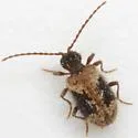 Ptinus texanus - photo 3