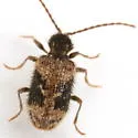 Ptinus texanus - photo 4