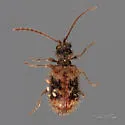 Ptinus texanus - photo 5
