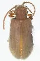 Ptinus tuberculatus - Ptinus tuberculatus
